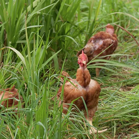 Getaway In * Santo Antonio da Serra