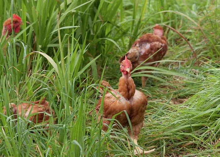 Getaway In * Santo Antonio da Serra